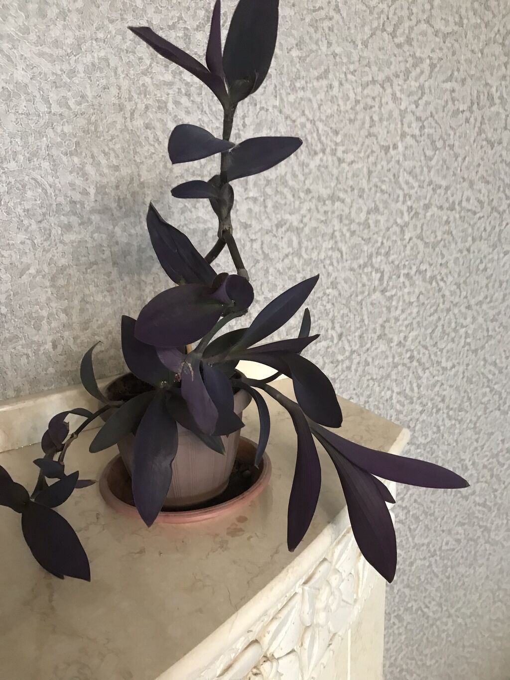 Комнатное растение «Традесканция паллида» (Tradescantia pallida), сорт — фото 2