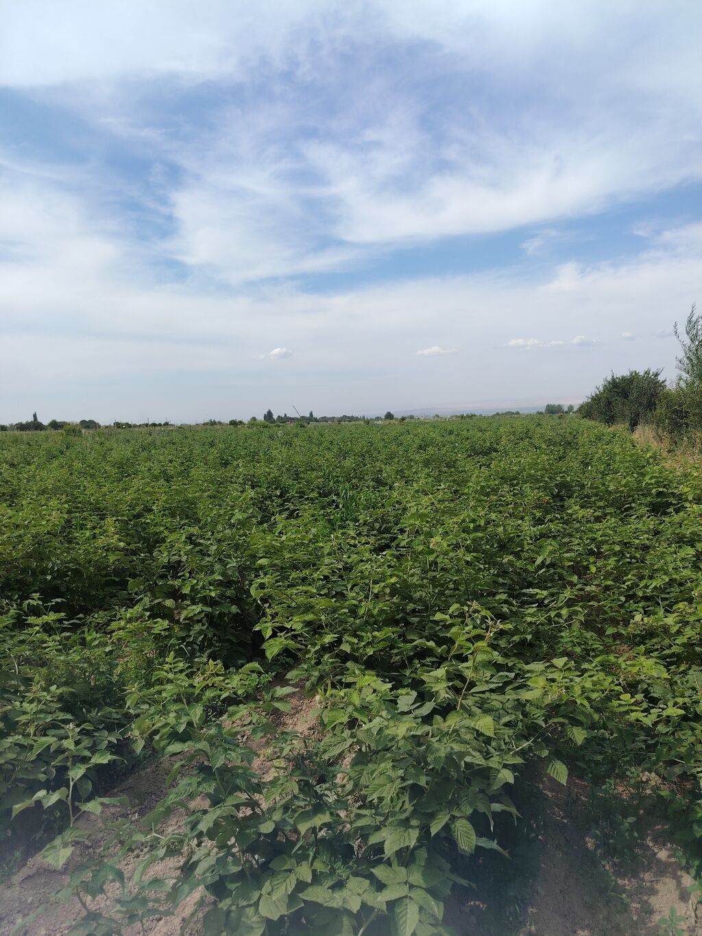 240 соток, Для сельского хозяйства, Договор купли-продажи: фото 2
