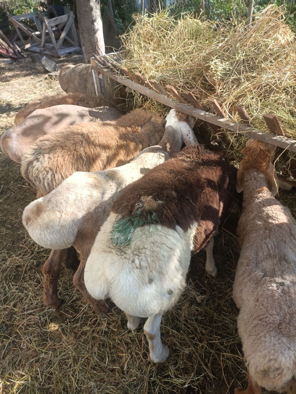 Продам баранов для разведения и мяса: фото 4