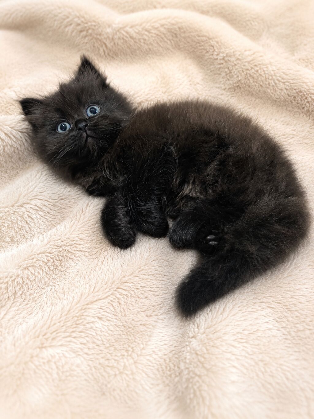 Котята, помёт из трёх малышей: -Родились: фото 2