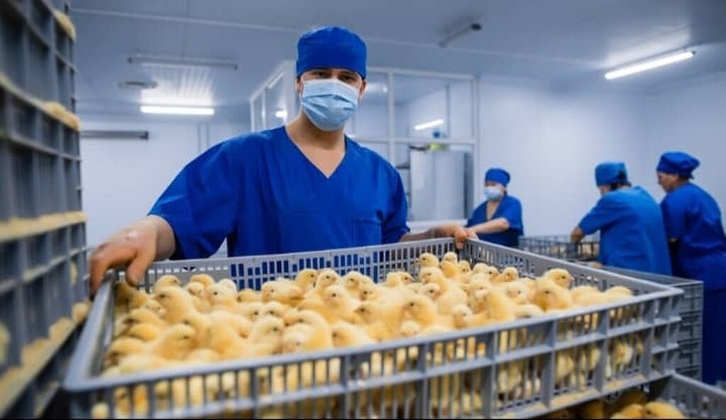 Птицефабрика ишкерлер кере аялдар Жана эркектер: 70000 KGS ᐈ Другие ...