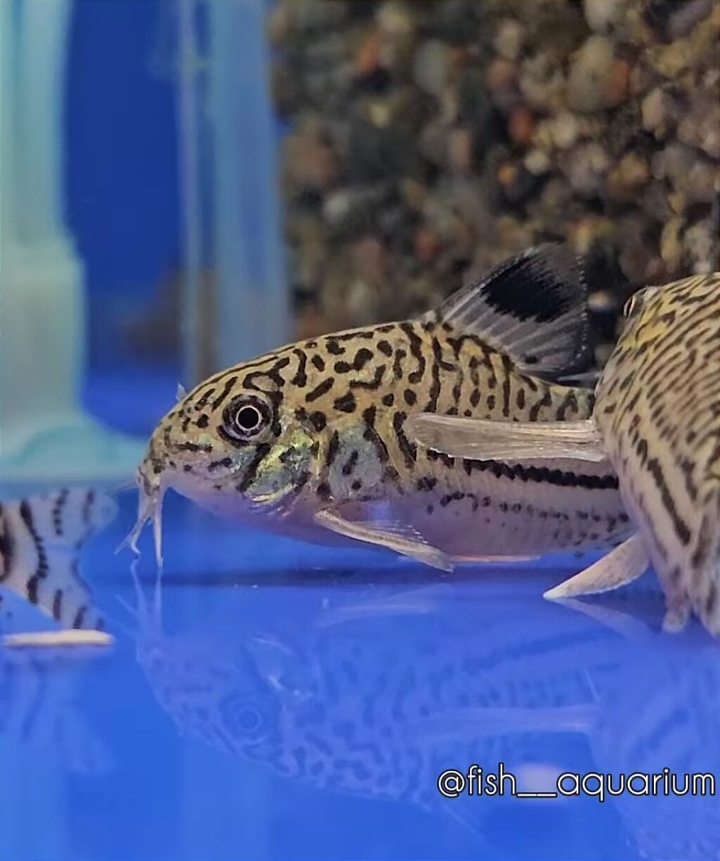 Спят ли аквариумные рыбки