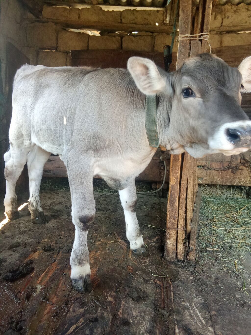Продаю телёнка породы Швиц, 2 месяца: фото 3