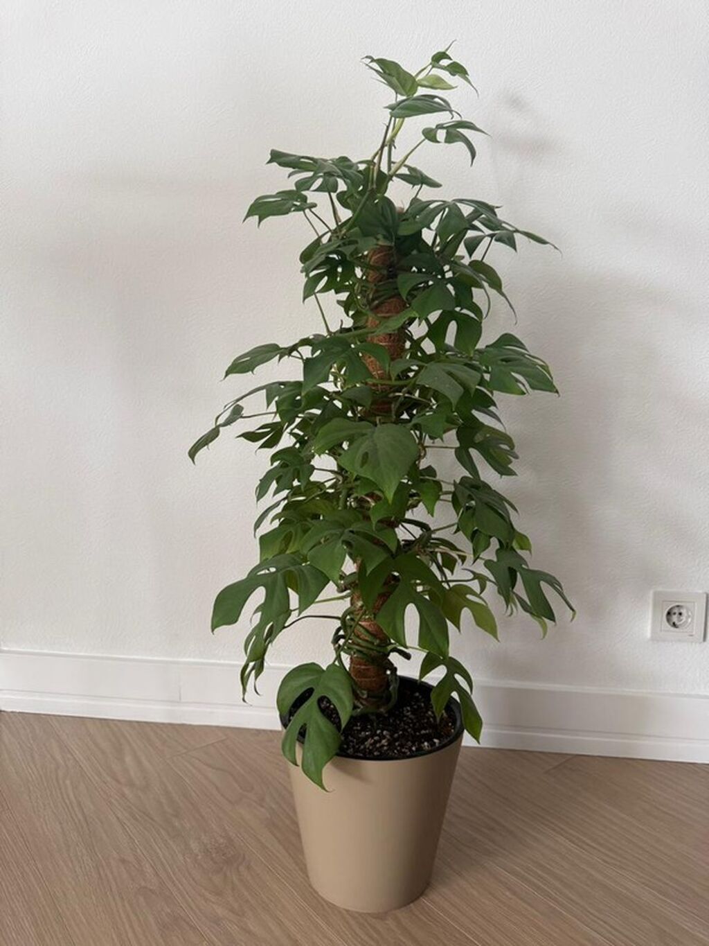 Монстера минима (Monstera minima) на кокосовой опоре - Вьющаяся форма: фото 3