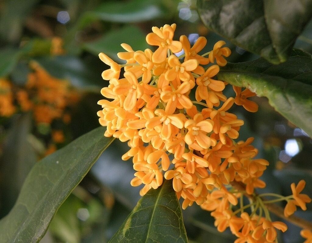 Red Osmanthus С†РІРµС‚