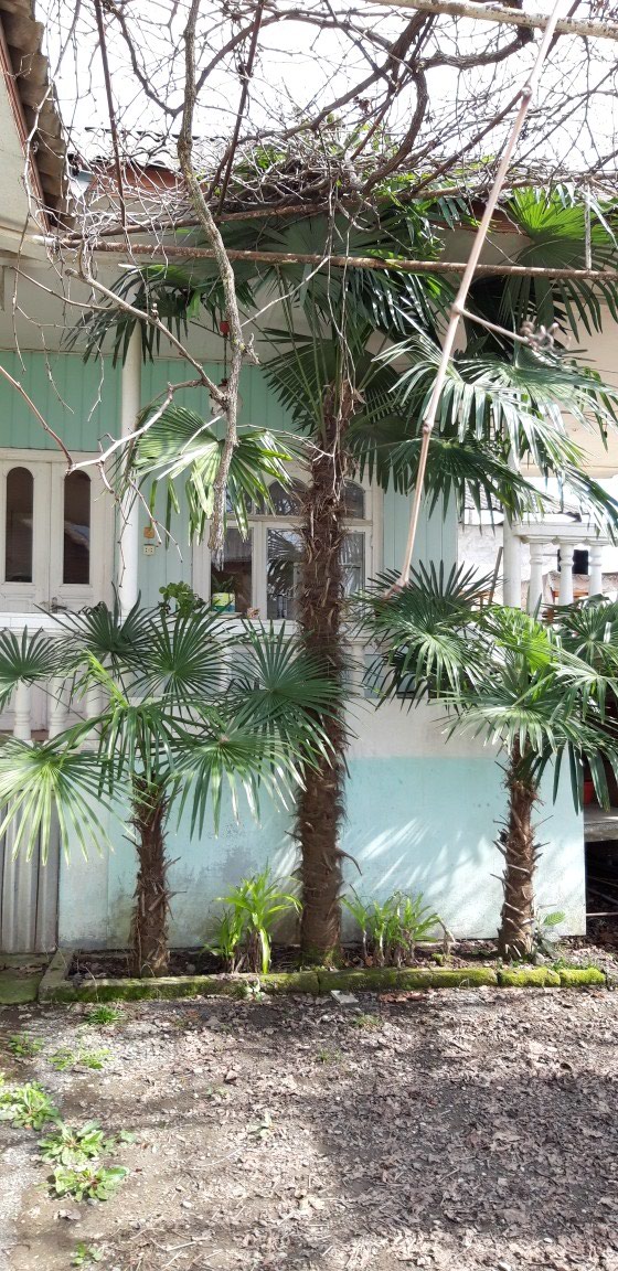 Palma: Qiymət boyuna görə dəyişir razılaşarıq - lalafo.az Lənkəran şəhərində Qiymət boyuna görə dəyişir razılaşarıq