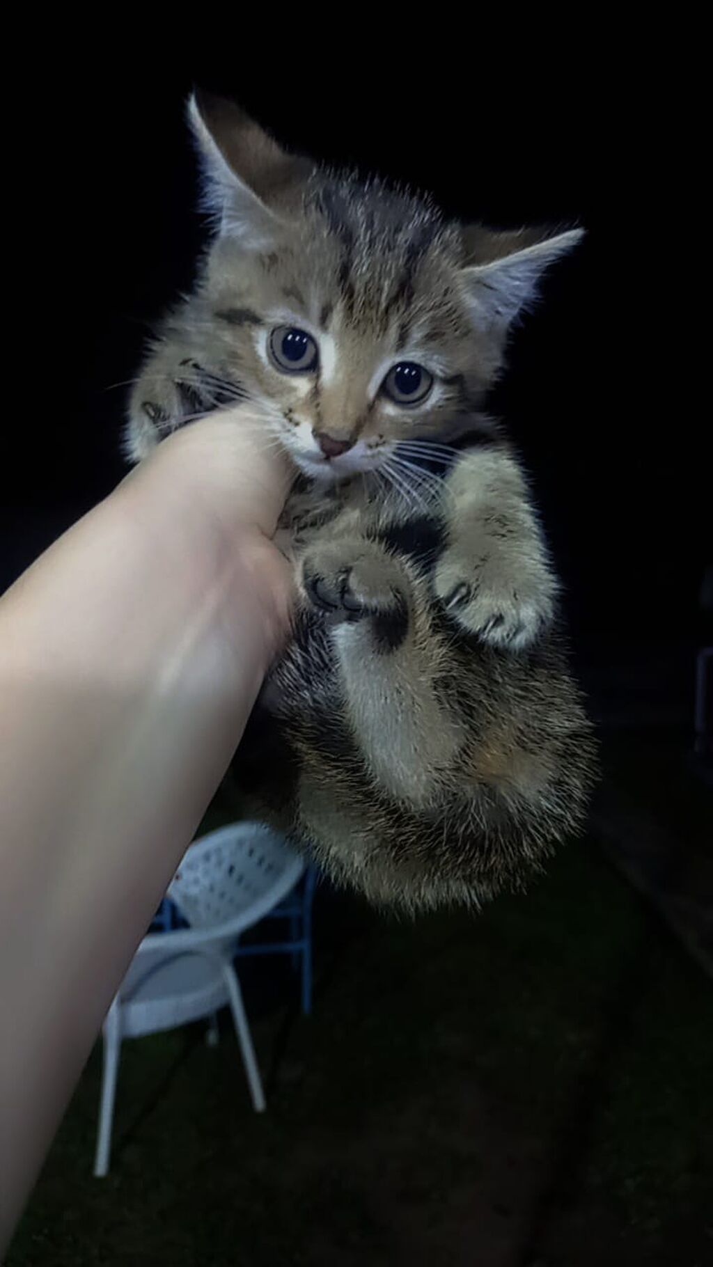 Котят срочно отдам в добрые руки всех за 200 сом. Едят всё подряд: фото 1
