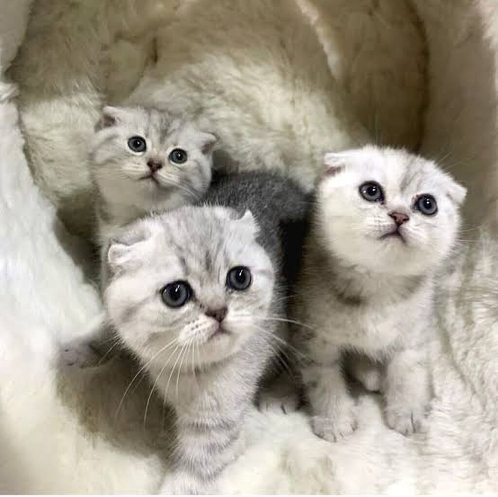 Şotland, Erkək, Dişi, Yaxşı əllərə, Ünvandan götürmə, Pulsuz çatdırılma, Ödənişli çatdırılma