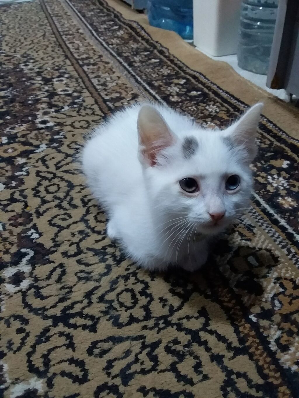 Shotland Sallaq qulaq Razılaşma yolu ilə PIŞIKLƏR Bakı ᐈ