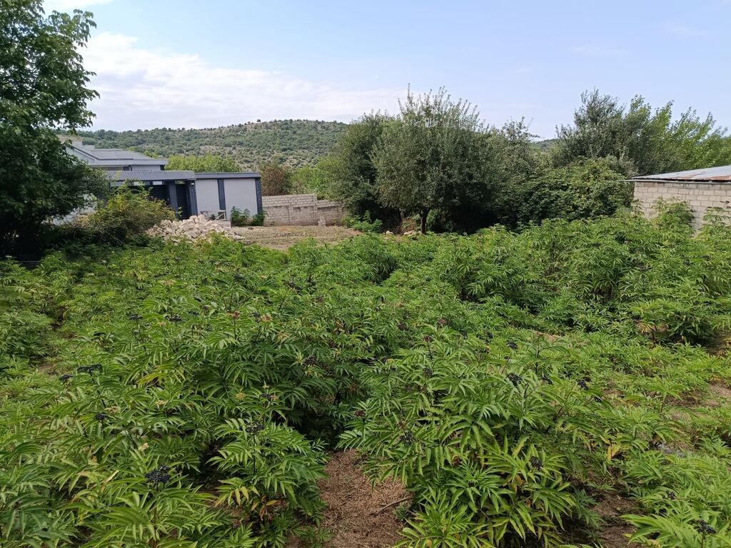 7 sot, Tikinti, Mülkiyyətçi, Kupça (Çıxarış)