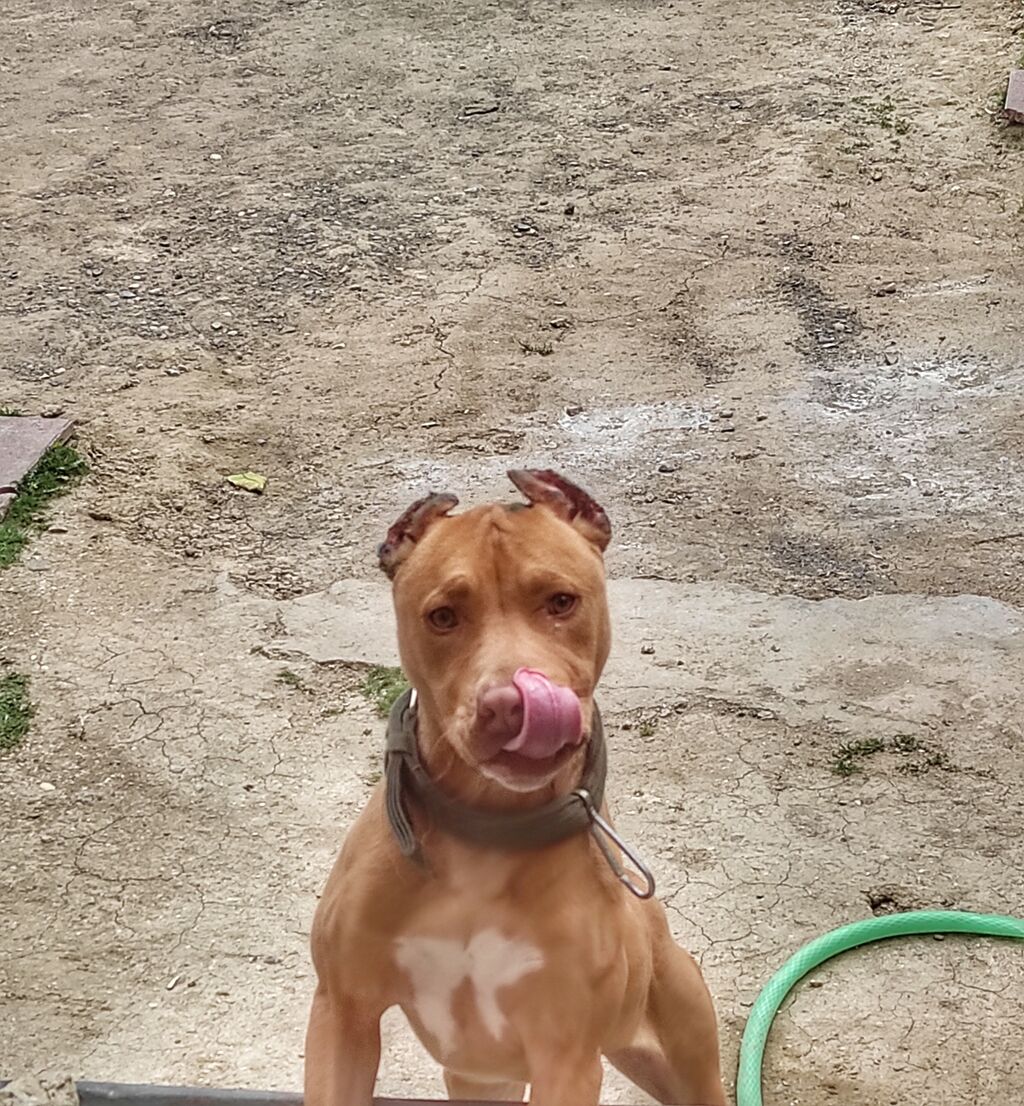 pitbull satilir razindedir qiymet 200