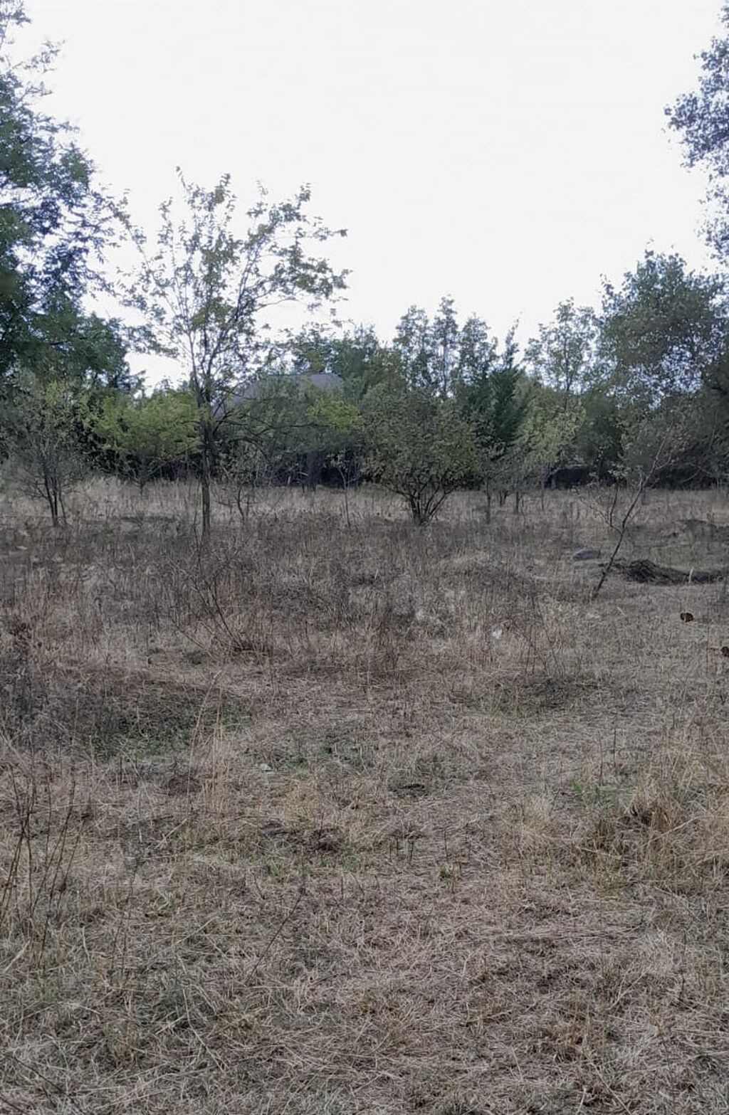 26 sot, Tikinti, Mülkiyyətçi, Kupça (Çıxarış)