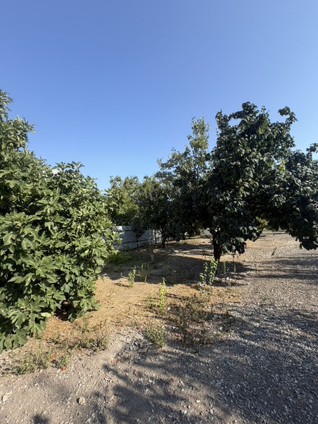 25 sot, Tikinti, Mülkiyyətçi, Kupça (Çıxarış)