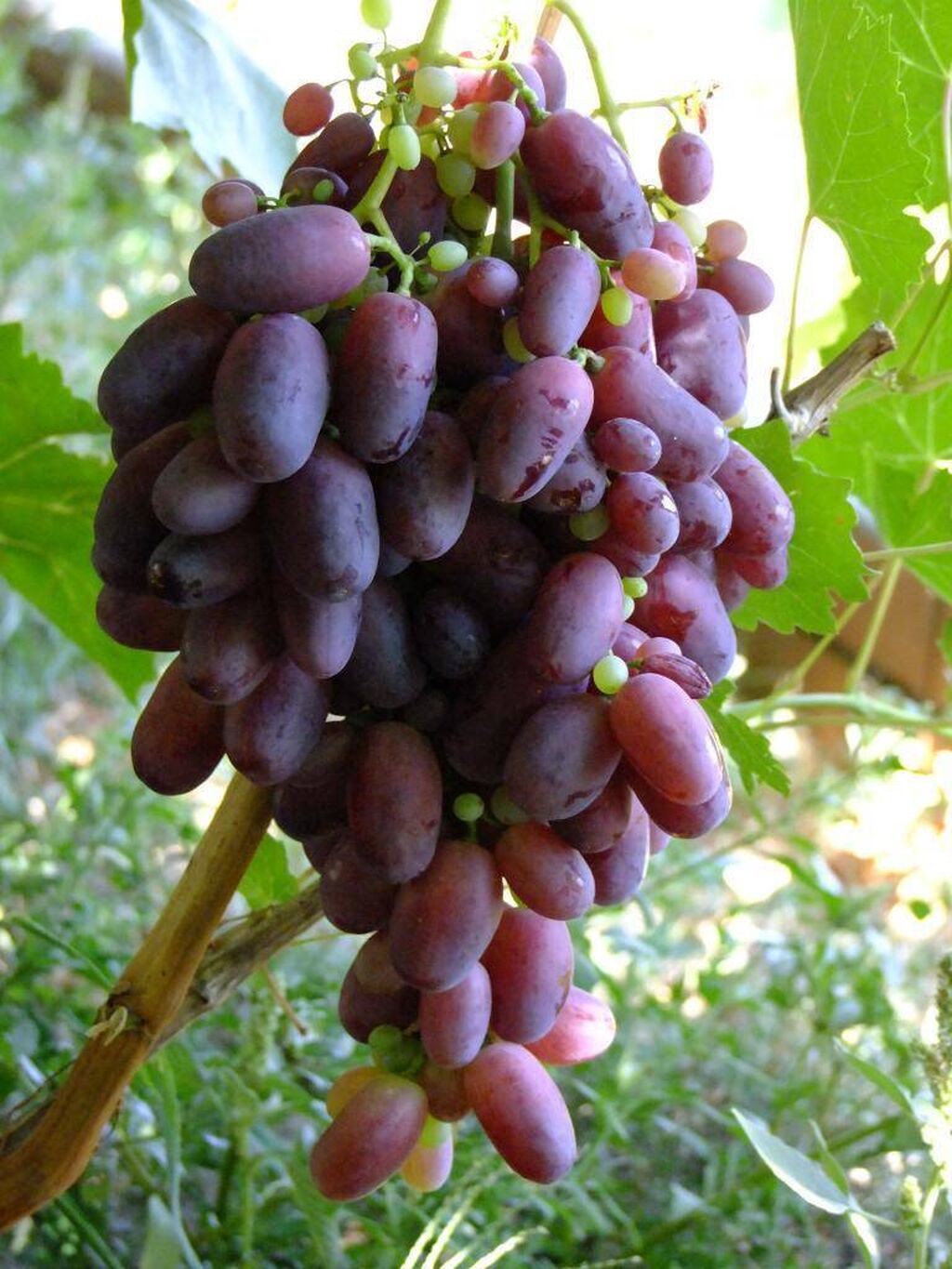 Виноград сорт Ризамат