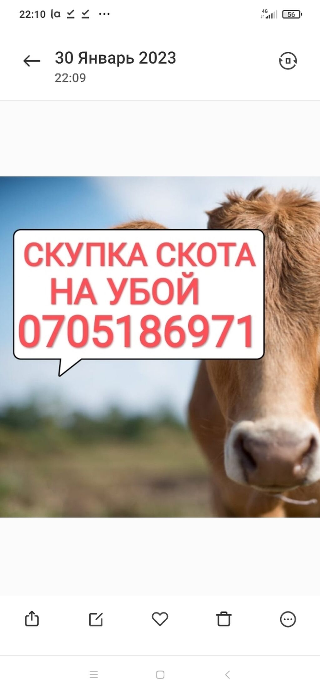 Скупщик скота 6. Выкуп крс. Выкуп скота. Пиццерия закуп сала. Скупщик скота 6.