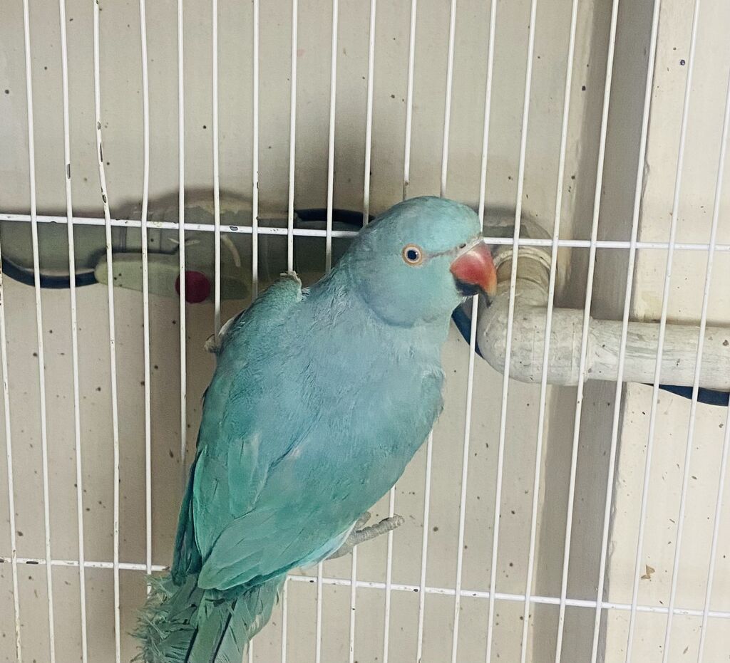 Ожереловый попугай голубой 💙 Мальчик почти: 500 USD ᐈ Птицы | Ош |  35286621 ➤ lalafo.kg