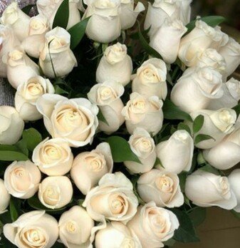 Розы: Белые розы, время свадеб 😍😍😍😍 на lalafo.kg Белые розы, время свадеб 😍😍😍😍 в Бишкек