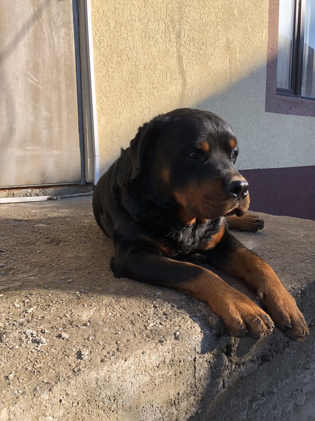 Стоковые фотографии по запросу Rottweiler up