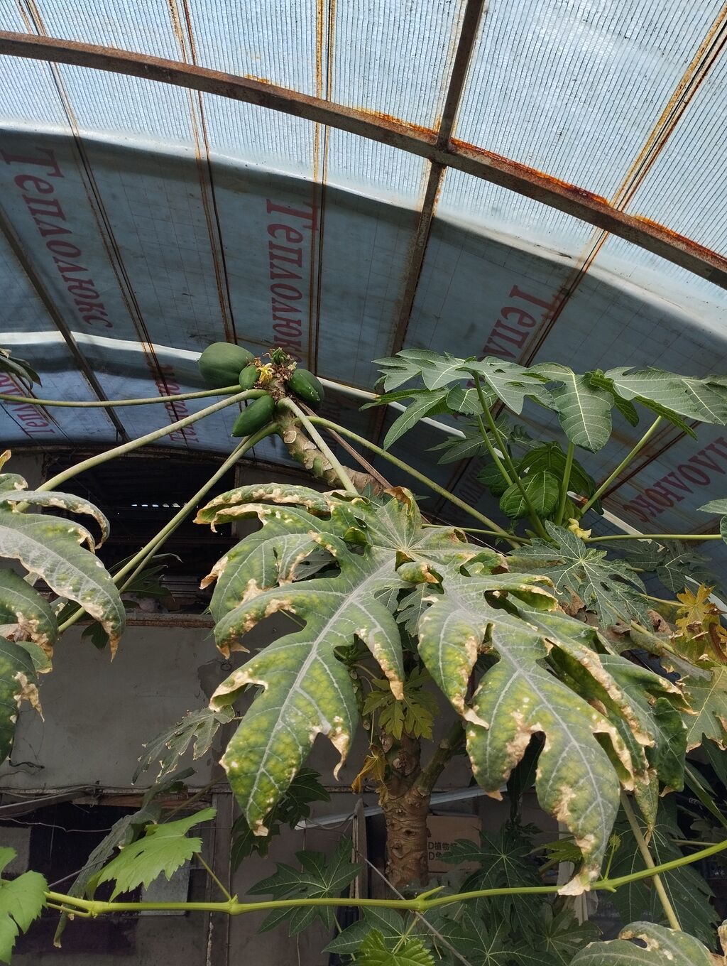 Папайя (Carica papaya) в горшках — саженцы для теплицы или зимнего: фото 6