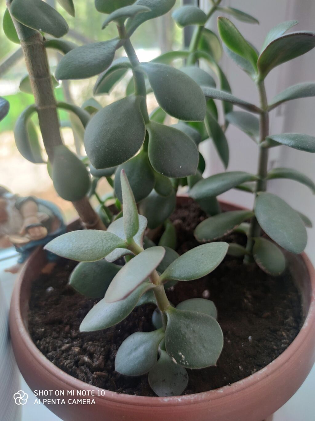 Толстянка (Crassula ovata, «денежное дерево») в декоративных горшках: фото 5