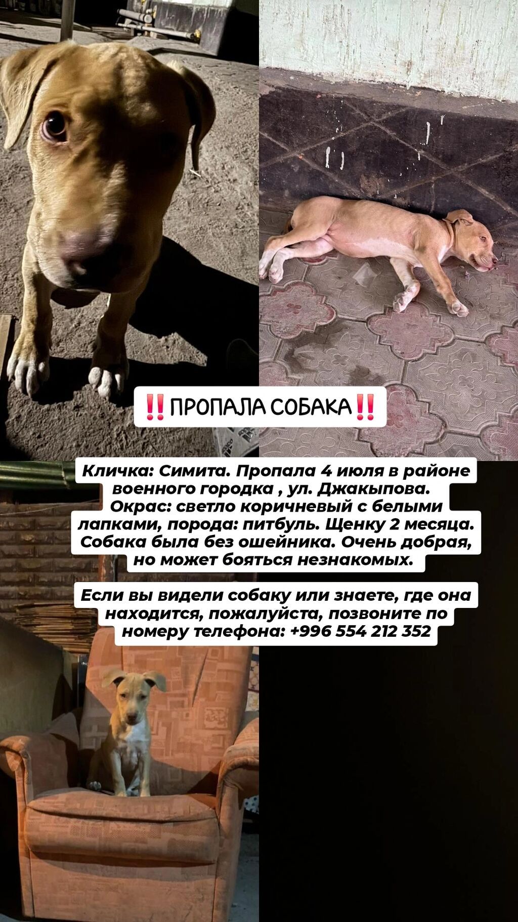 КАНТ Пропала собака Кличка: Симита. Дата и место пропажи: 4 июля — фото 1