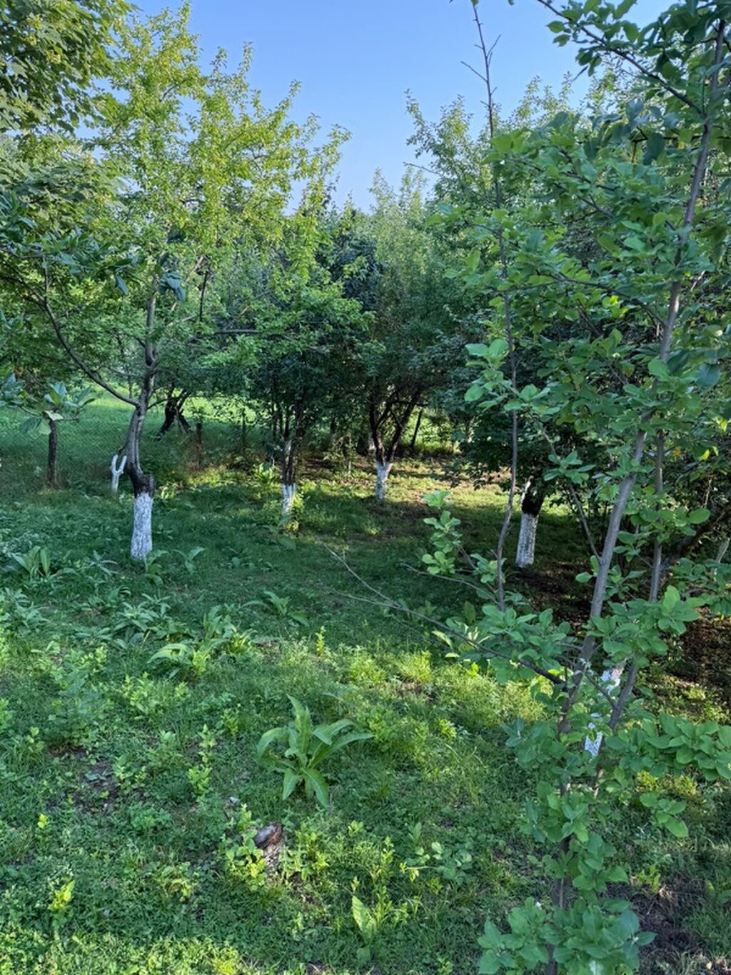 İsmayıllı, Xanagah kəndində hovuzlu 3 otaqlı günlük ev kirayə verilir