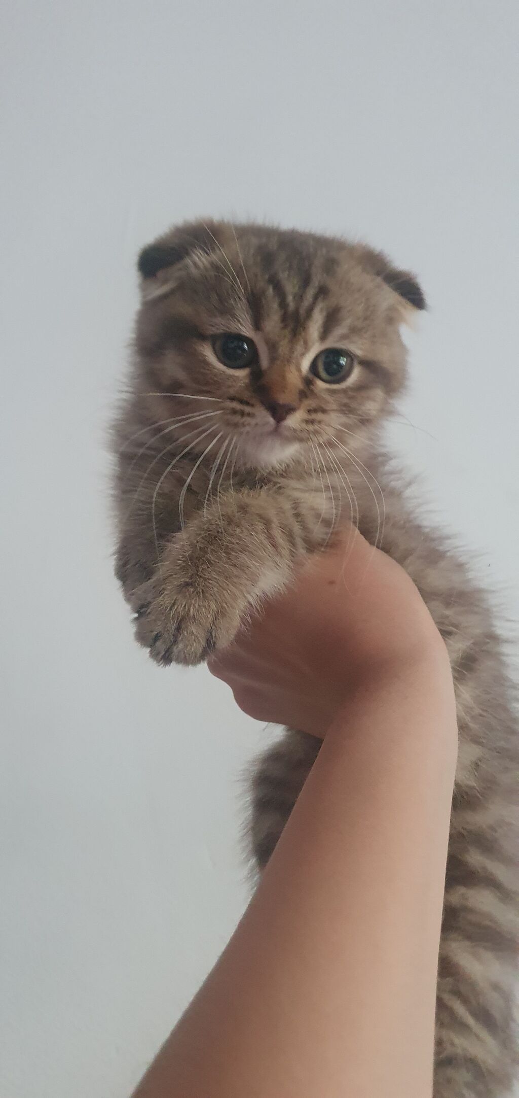 Скотиш Фолд (Шотландская вислоухая), 2 месяца, Девочка, Золотая шиншилла, Метис, Приучена к лотку, Проглистована: фото 5