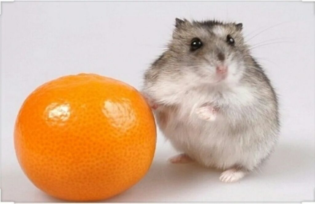 мандариновые хомячки. хомячок в апельсинах. джунгарский хомяк мандарин. хомяк с апельсином. хомяк мандарин.