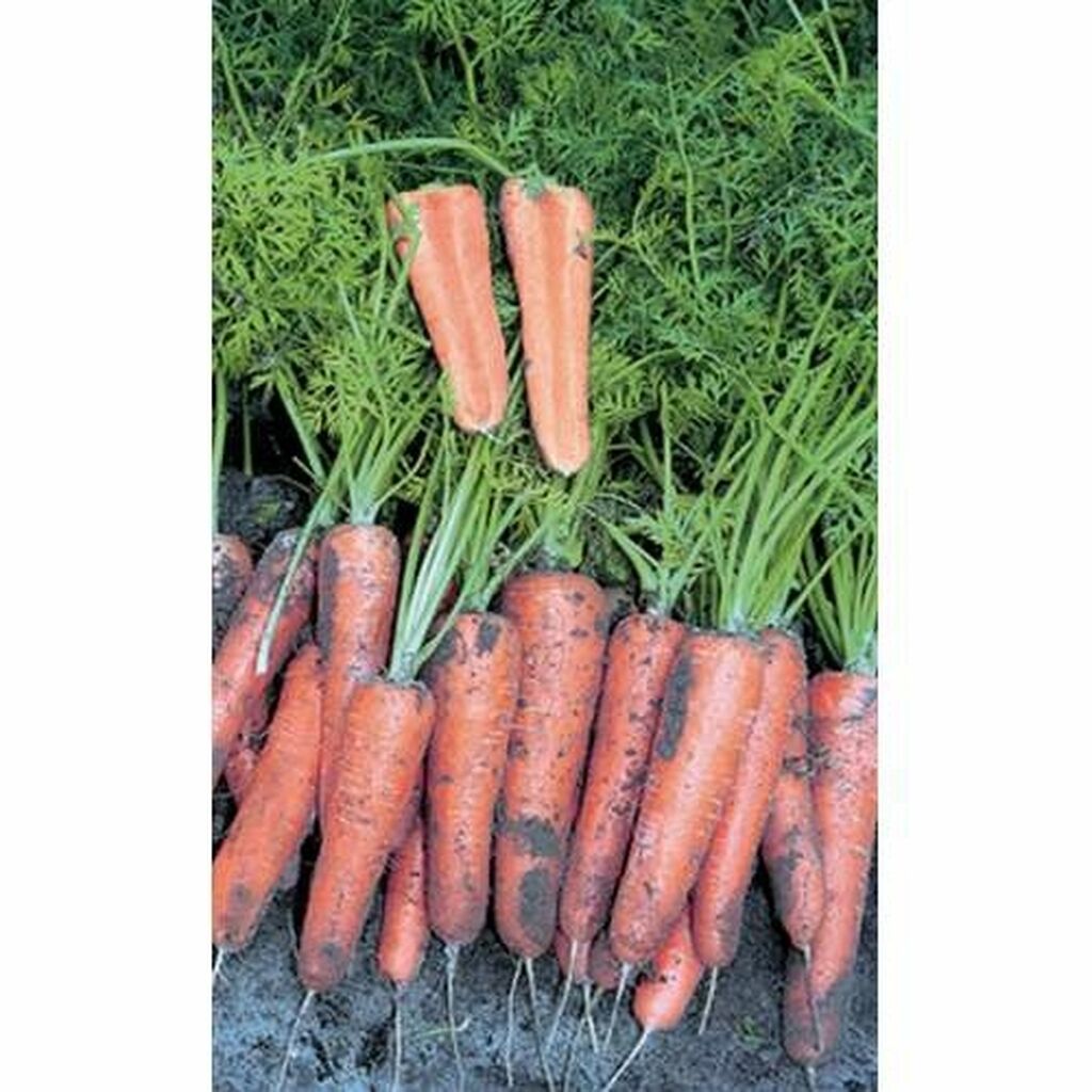 морковь канада описание сорта фото