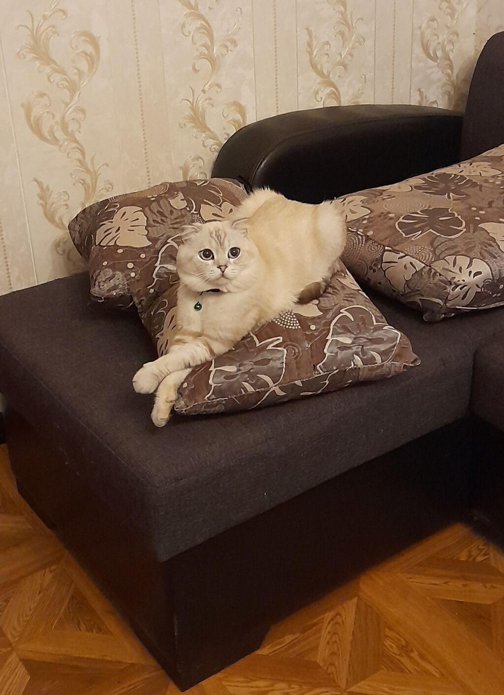 Şinşilla, Erkək, Yaxşı əllərə
