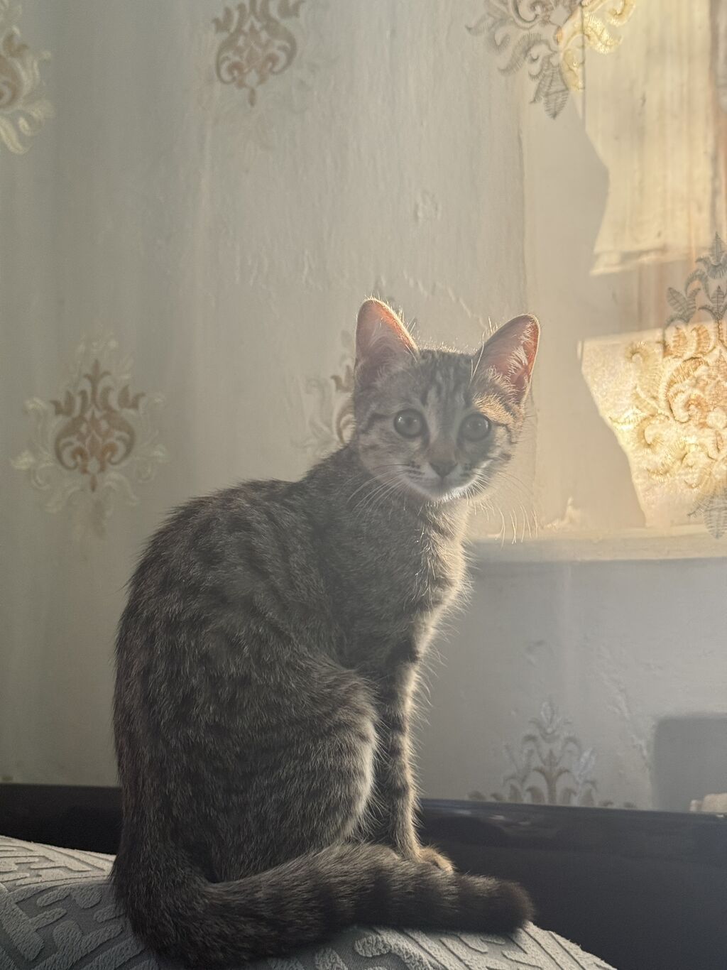 Котик ласковый спокойный Девочка Есть латок . Шампуньрасческа — фото 2