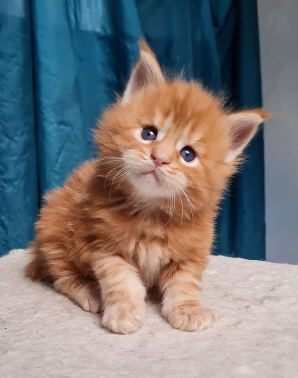 Породистый котёнок мейн-кун, окраса рыжий (red tabby), с пушистой: фото 2