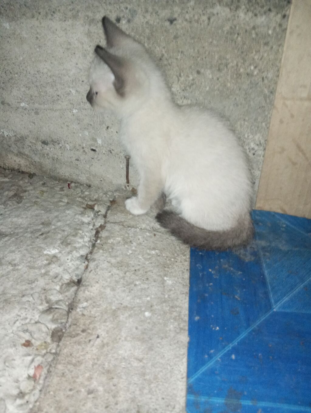 Котята от домашней кошки - Помёт из трёх котят: тигровый табби: фото 4