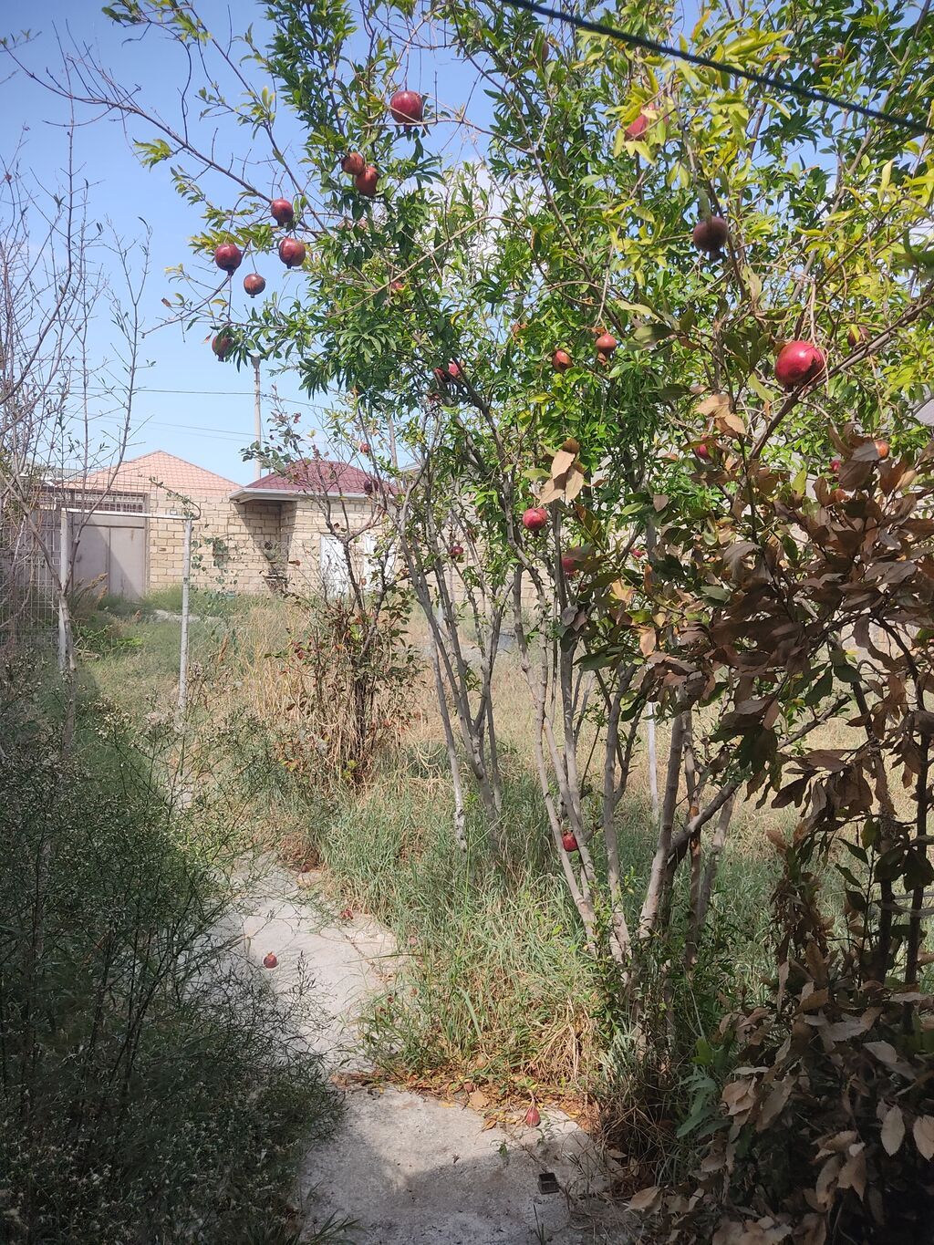 Tikinti, Kupça (Çıxarış)