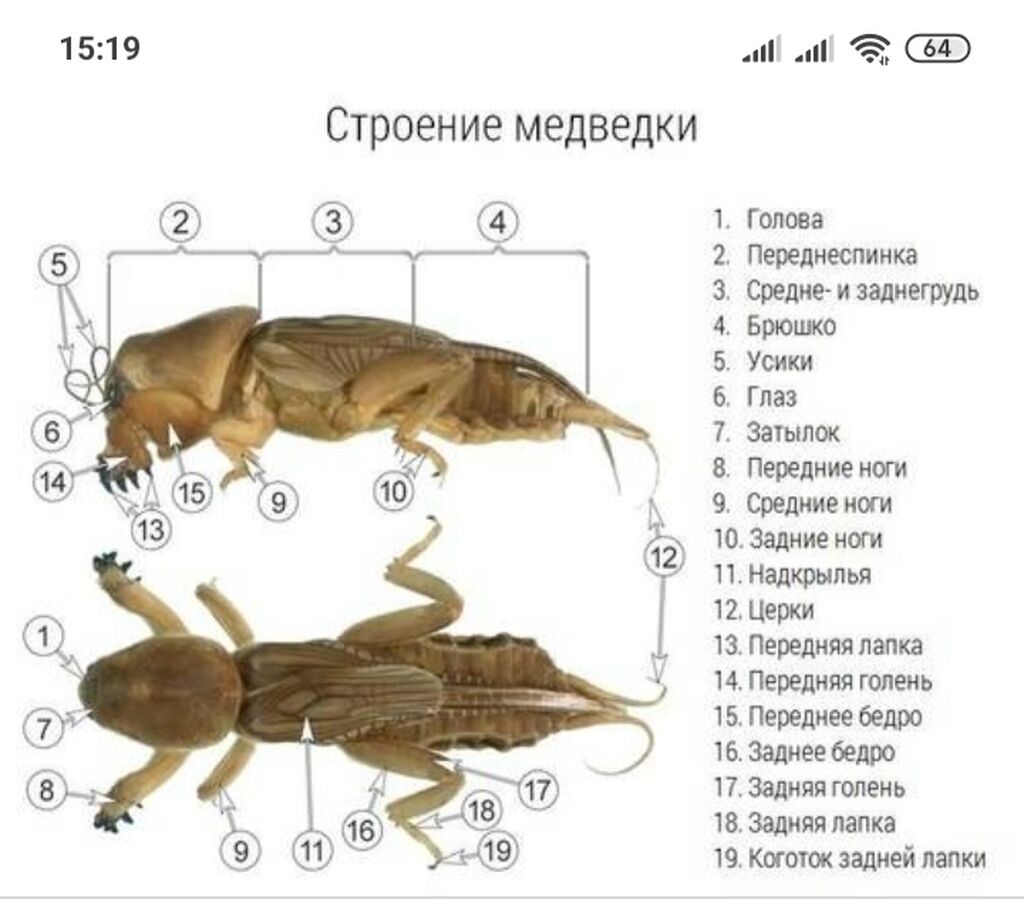 Размеры насекомых. Внешнее строение медведки. Медведка строение конечностей. Медведка строение тела. Строение медведки обыкновенной.