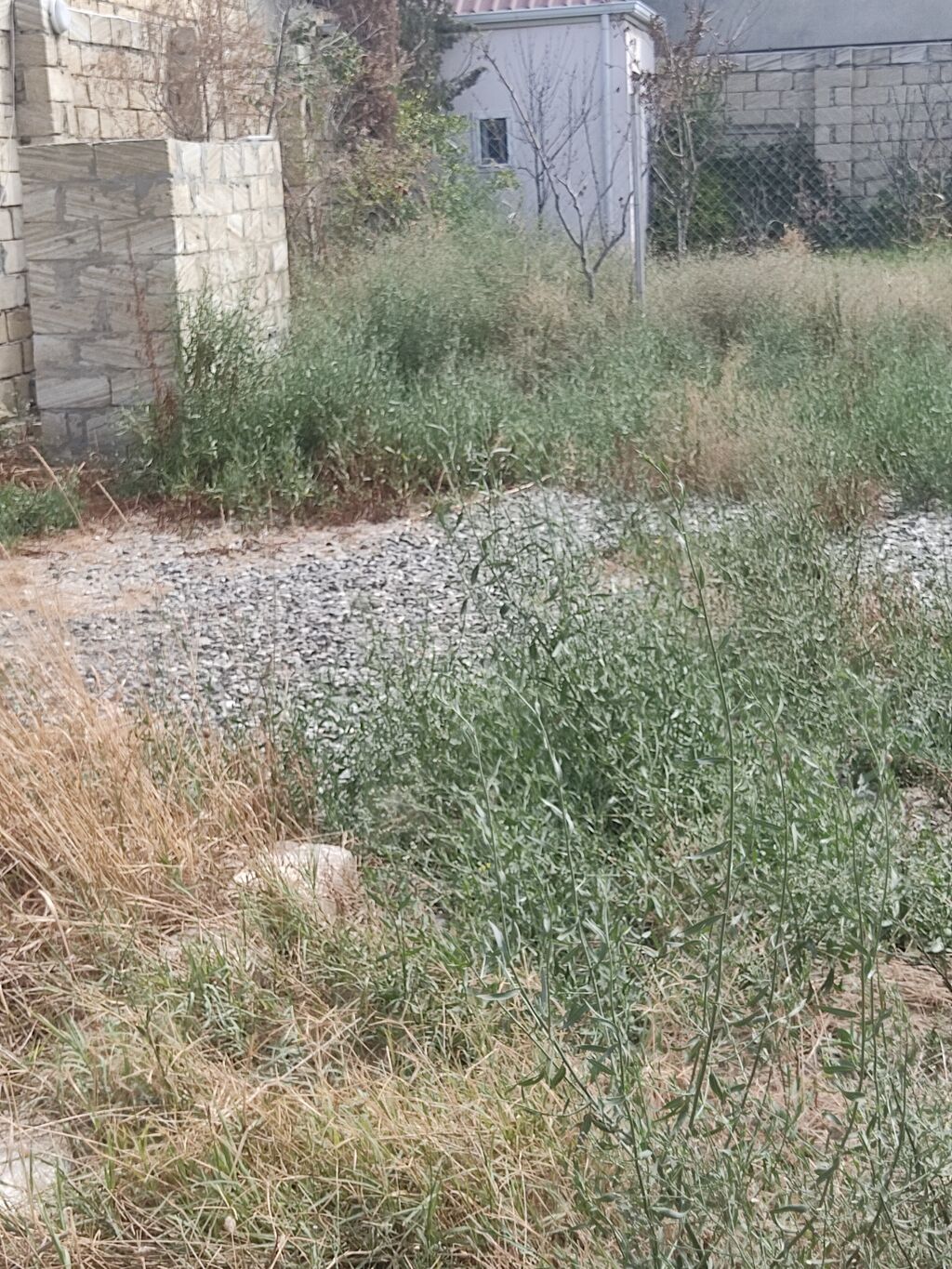 Tikinti, Kupça (Çıxarış)