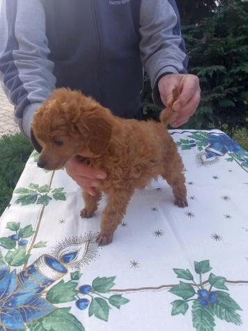 Για σκύλους: Poodle toy mini Caniche ΚΑΝΙΣ ΜΙΝΙ’ σε lalafo.gr Poodle toy mini Caniche ΚΑΝΙΣ ΜΙΝΙ’ σε Αθήνα