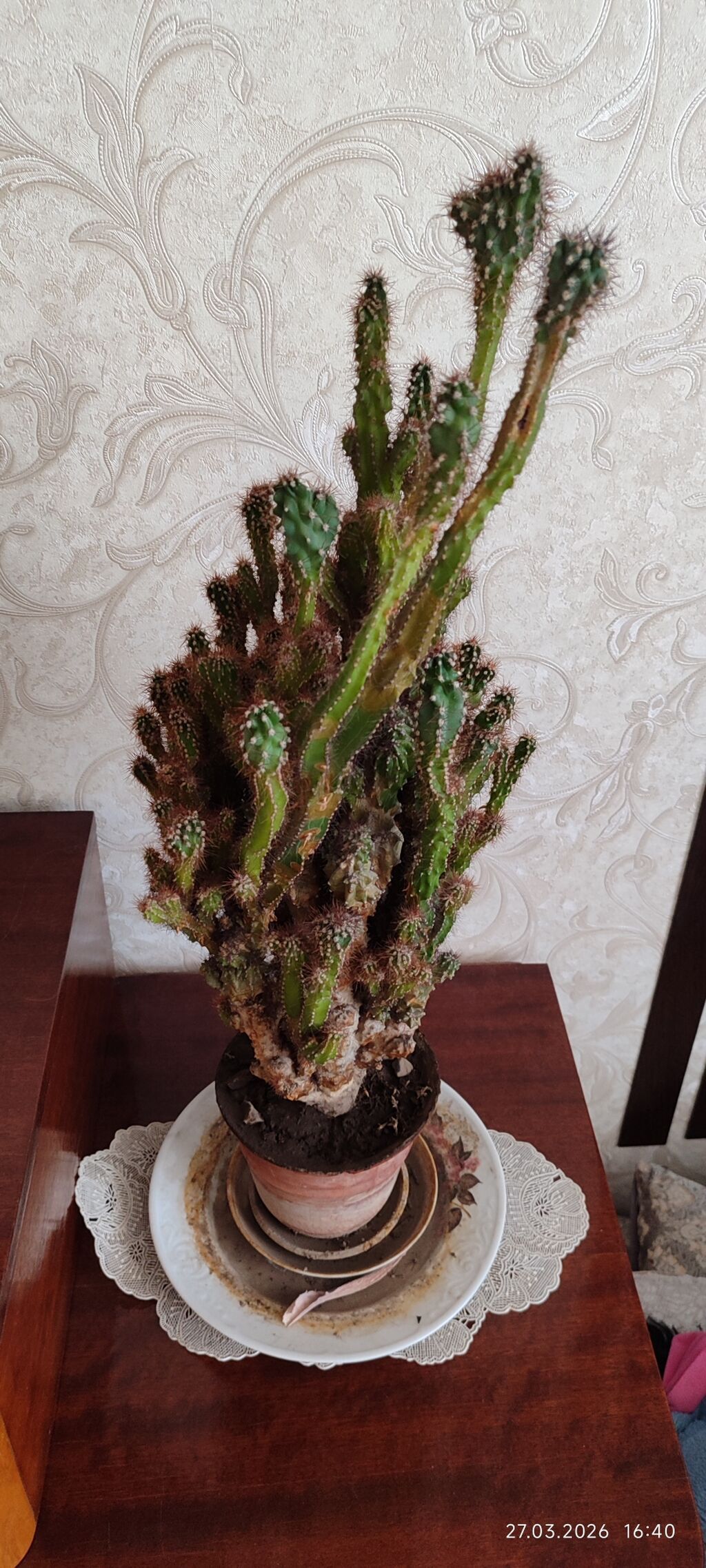 Продам кактус Цереус — фото 3