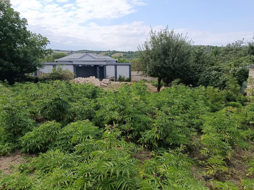 7 sot, Tikinti, Mülkiyyətçi, Kupça (Çıxarış)