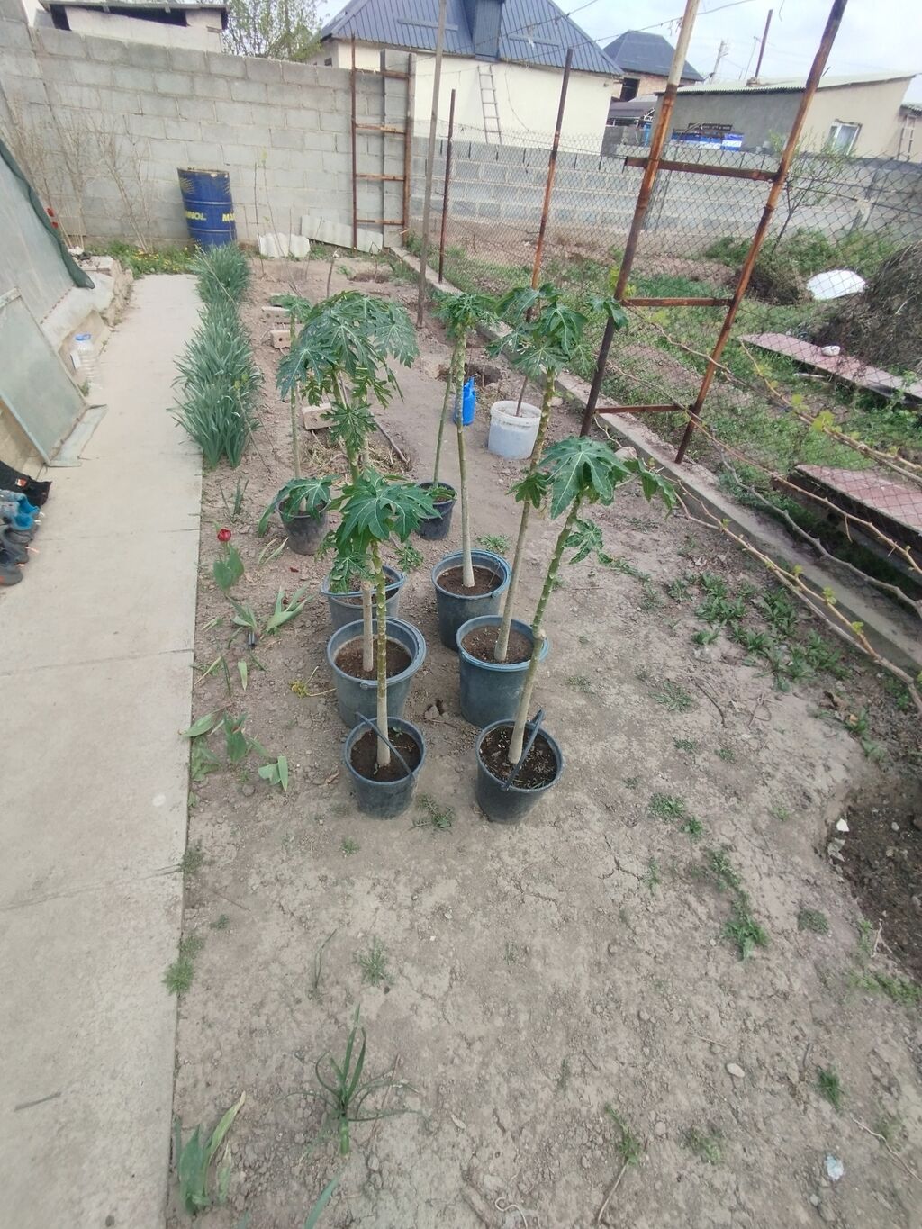 Папайя (Carica papaya) в горшках — саженцы для теплицы или зимнего: фото 1