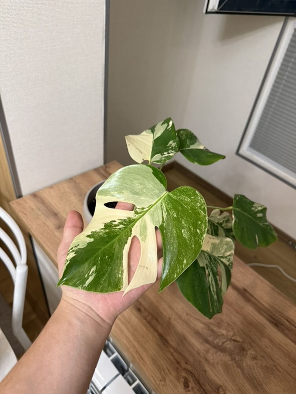 Монстера альба (Monstera deliciosa variegata) в горшке - Эффектные: фото 4
