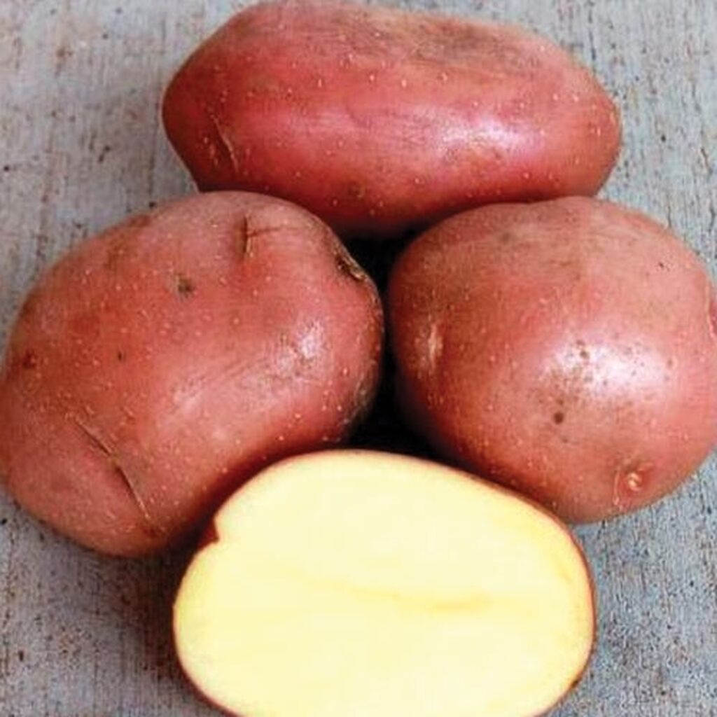 сорт картофеля дрова фото