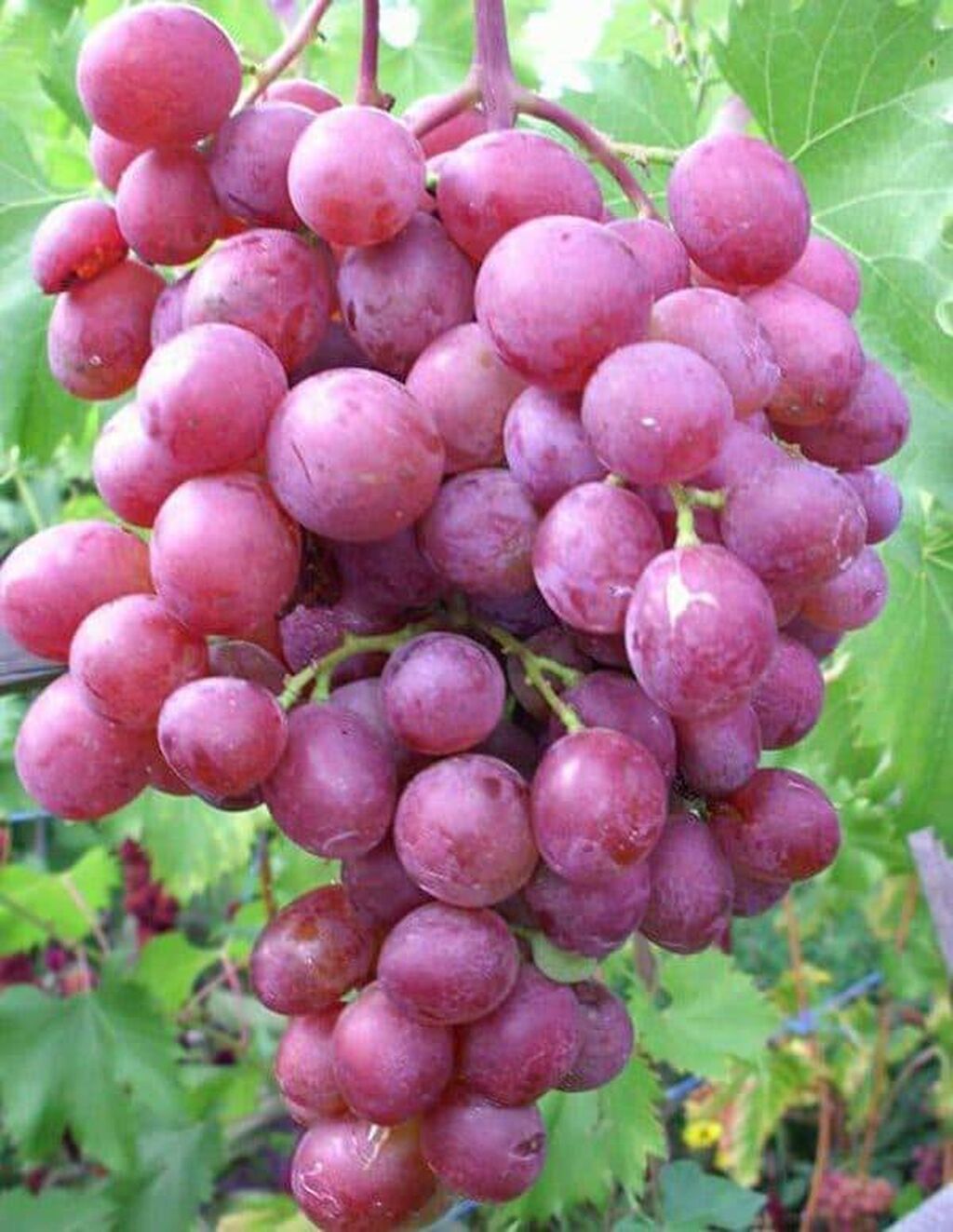 виноград розовый мускат фото