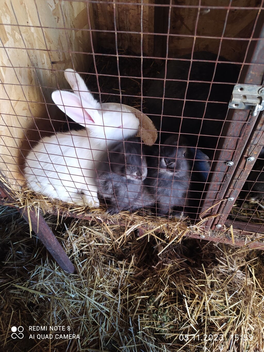 Кролики Карликовый баран: описание породы и характеристика