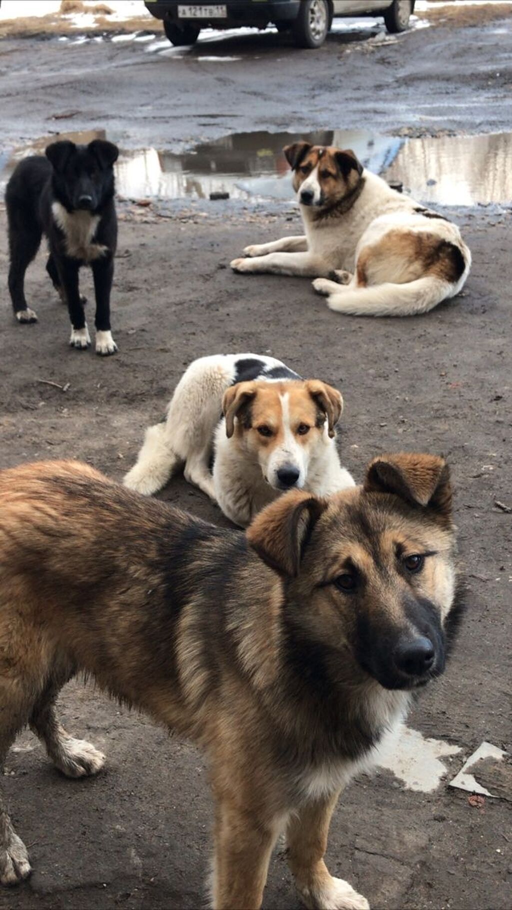 Возьму даром собаку любой породы или дворняжки крупного размера: фото 2