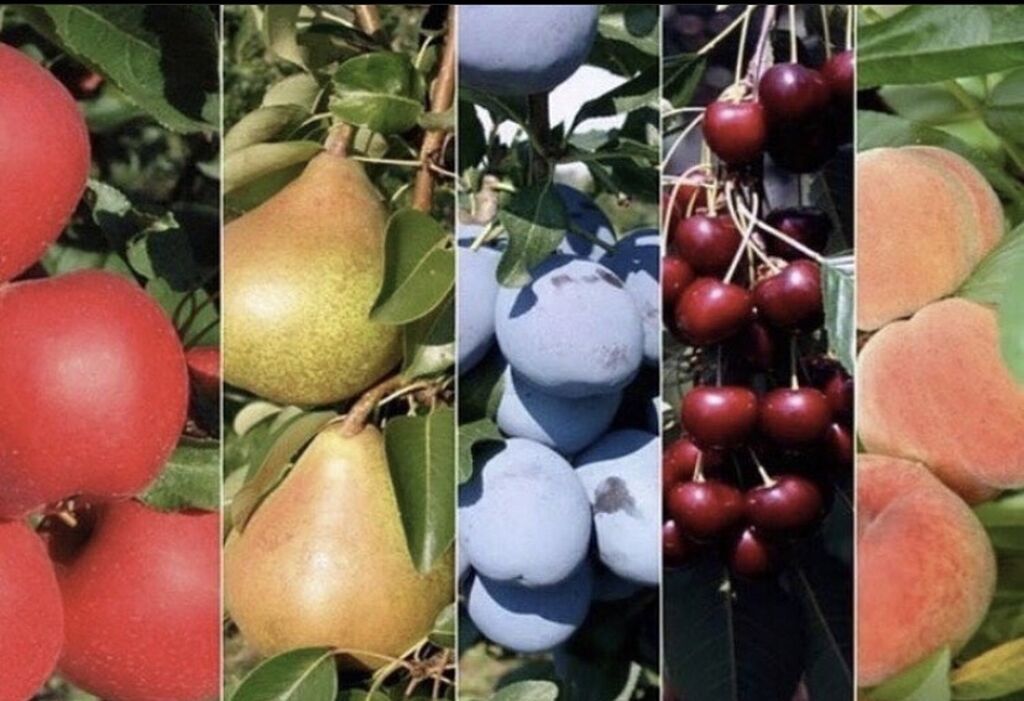 Груша черешня рядом. Саженцы плодовые деревья (слива, яблоня, груша,абрикос) 2 3х летка. Груша, яблоня, вишня, персик. Зимняя груша подарочная. Листья на груше вянут целыми ветками.