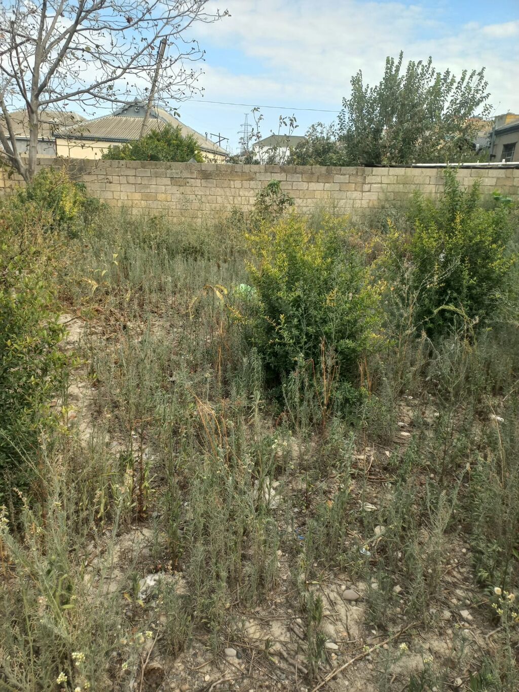 Tikinti