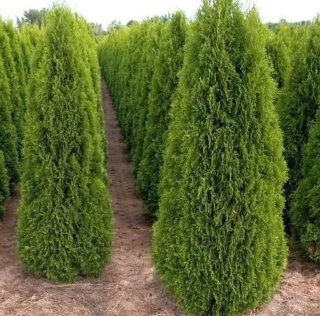 Туи 1 метр. Туи 1 метр. Туя канадская. Туя западная смарагд. Туя смарагд взрослая.