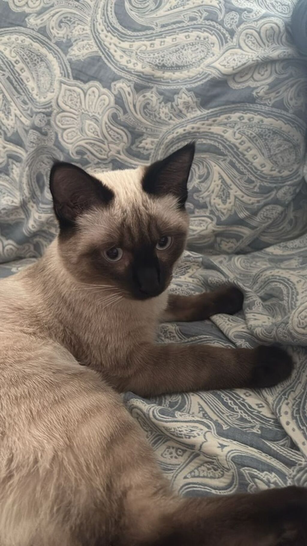 Сиамский котик (окрас колор-пойнт) очень ласковый и добрый кот — фото 2