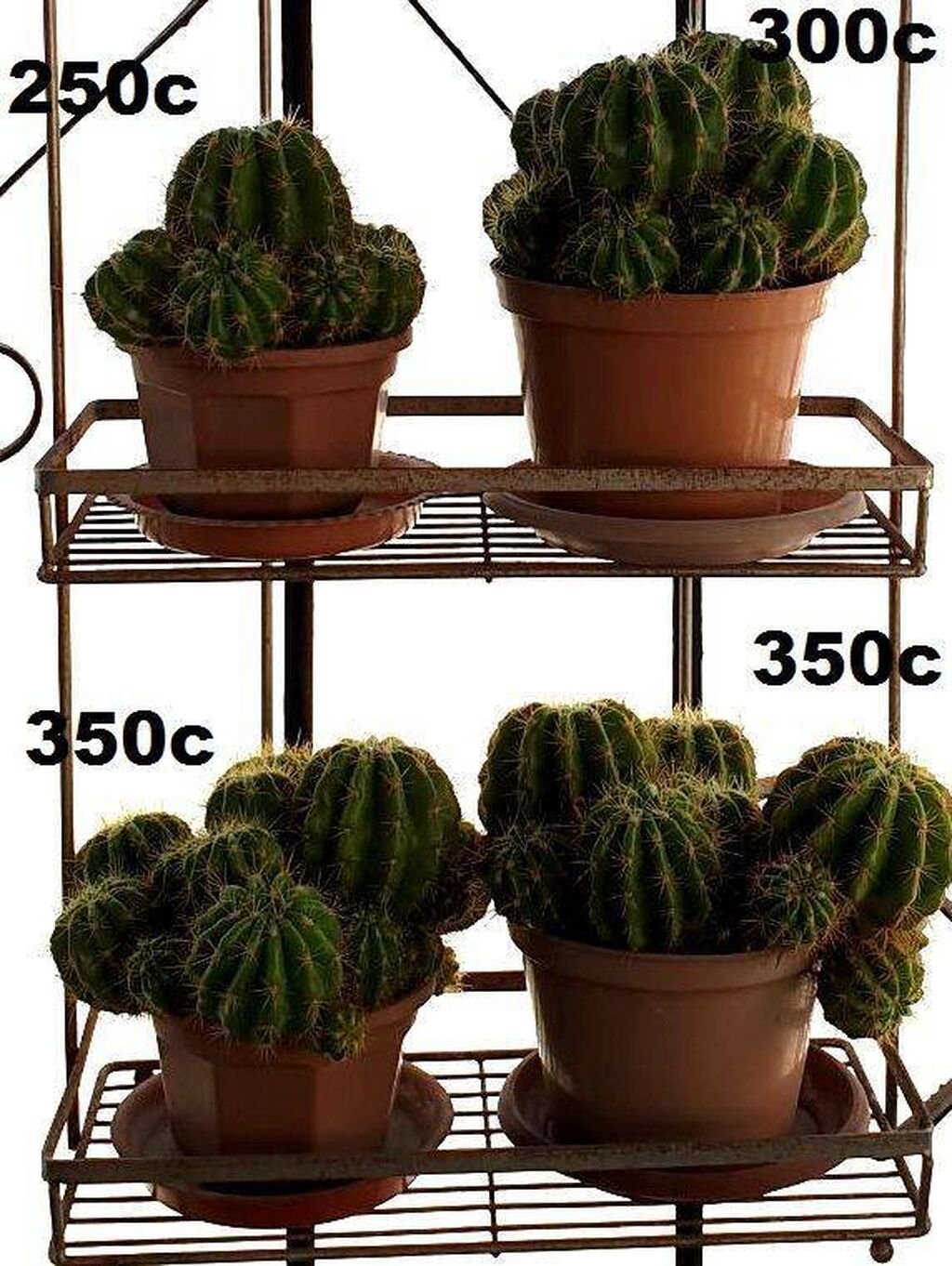 кактус кыргызстан. кактус кыргызстан. кактус цереус гигантский. гигантский кактус сагуаро в северной америке. кактус кыргызстан.